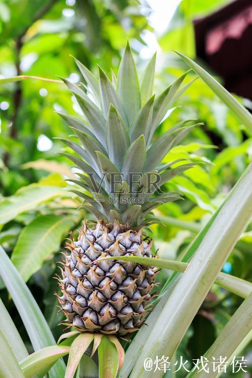 绿菠萝视频 绿菠萝视频