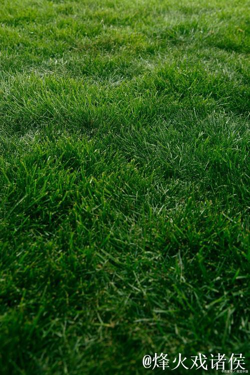 青青草手机在线视频